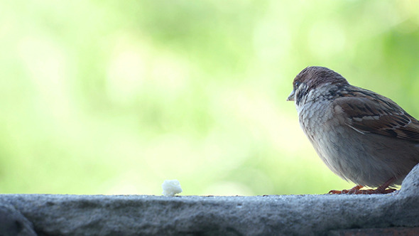 Sparrow Pecks Bread Crumbs