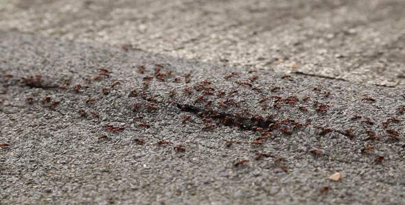 Ants on the Roof