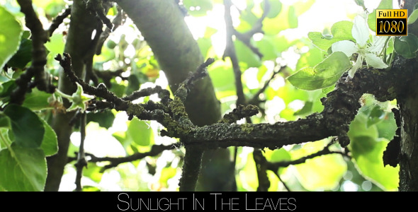 Sunlight In The Leaves 32