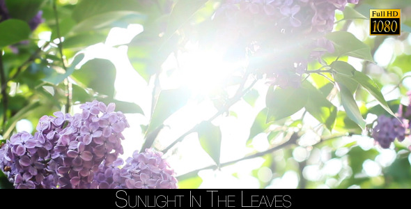 Sunlight In The Leaves 34