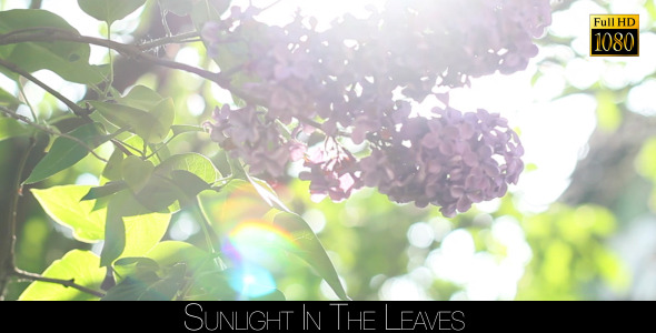 Sunlight In The Leaves 35