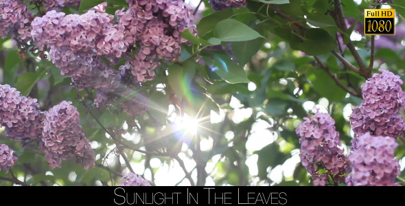 Sunlight In The Leaves 38