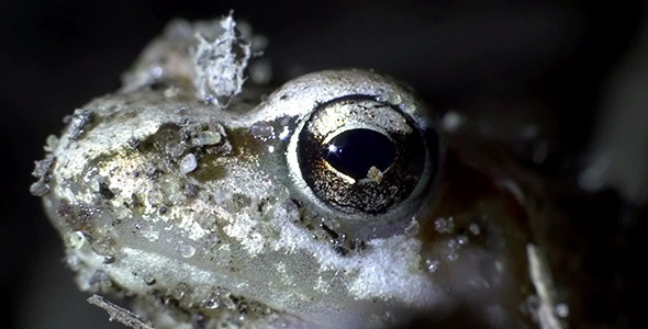 Frog Toad Eye