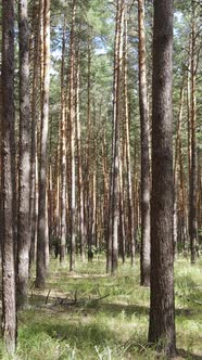 Vertical Video of Forest Landscape with Pine Trees in Summer Slow Motion