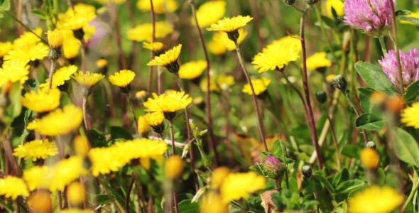 Spring Meadow With Yellow Flowers