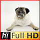 Pug Dog in White Studio - VideoHive Item for Sale