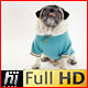 Pug Dog in Blue Hoodie Eating Cookie - VideoHive Item for Sale