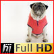 Pug Dog with Red Hoodie in White Studio - VideoHive Item for Sale