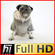 Pug Dog Wearing Grey Top in White Studio - VideoHive Item for Sale