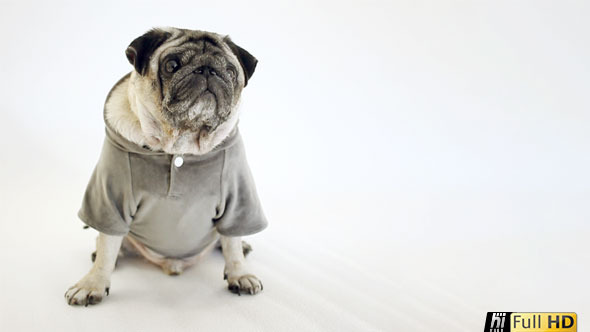 Pug Dog Wearing Grey Top in White Studio