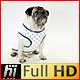 Pug Dog Wearing Sailor Vest Waiting for Treat - VideoHive Item for Sale