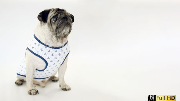 Pug Dog Wearing Sailor Vest Waiting for Treat