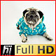 Pug Dog in Star Pyjamas Lying in Studio - VideoHive Item for Sale