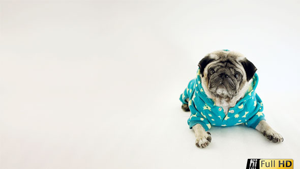 Pug Dog in Star Pyjamas Lying in Studio