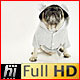 Pug Dog in Rabbit Bathrobe Comedy - VideoHive Item for Sale