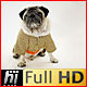 Pug Dog Wearing Kimono Lying down in White Studio  - VideoHive Item for Sale
