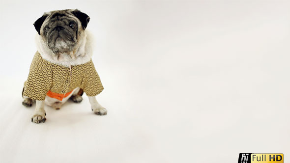 Pug Dog Wearing Kimono Lying down in White Studio 