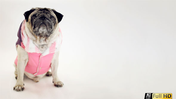 Pug Dog Looking into Distance Wearing Ski Costume