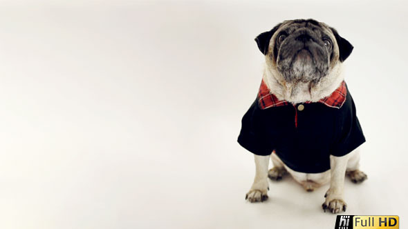 Pug Dog Wearing Smart Casual Shirt in White Studio