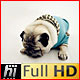 Pug Dog in Hoodie Sitting then Lying down - VideoHive Item for Sale
