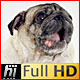 Pug Dog Eating Cookie in White Studio - VideoHive Item for Sale