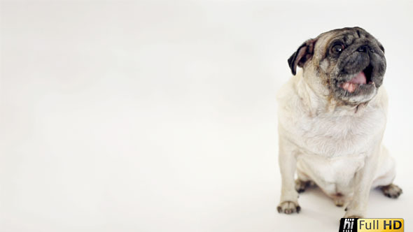 Pug Dog Eating Cookie in White Studio