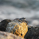 Crab on Beach - VideoHive Item for Sale