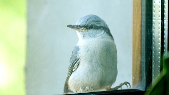 Nuthatch Sitting And Peeps  Near The Window