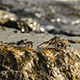 Crabs on Stone Beach - VideoHive Item for Sale