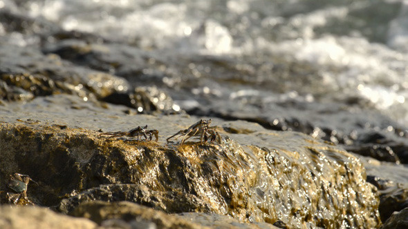 Crabs on Stone Beach