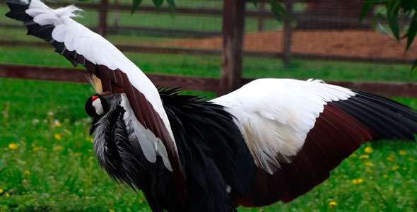 Bird Crowned  Stork