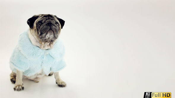 Pug Dog in Glamorous Baby Blue Fur Coat