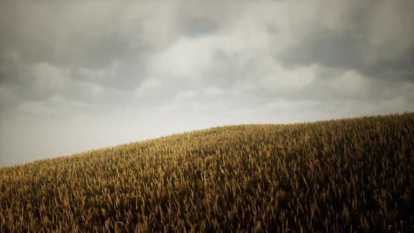 Dark Stormy Clouds Over Wheat Field