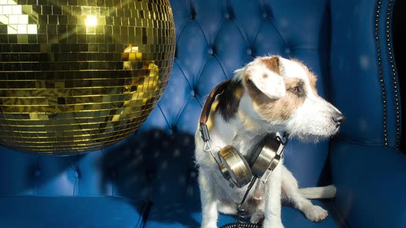 dog disco puppy animal pet funny party music doggy