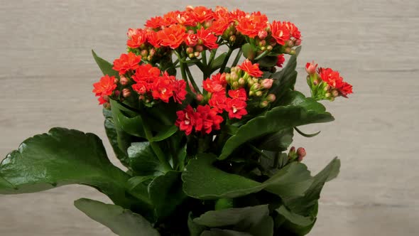 Kalanchoe with Green Leaves and Dense Red Flowers Rotates