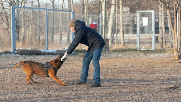 A Trained German Shepherd Dog Biting the Stick in Trainer Hands