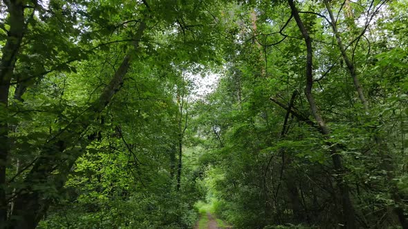 Natural Landscape in the Forest During the Day