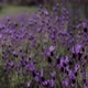 Lavender Flowers - VideoHive Item for Sale
