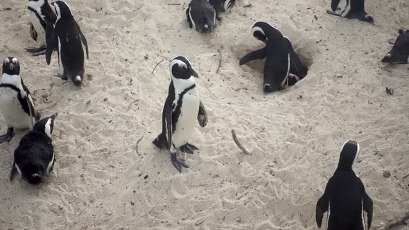 Medium of an African Penguin Walking Surrounded by Others on Boulders Beach in Capetown