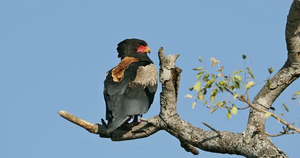 Bateleur Eagle Perched On A Branch