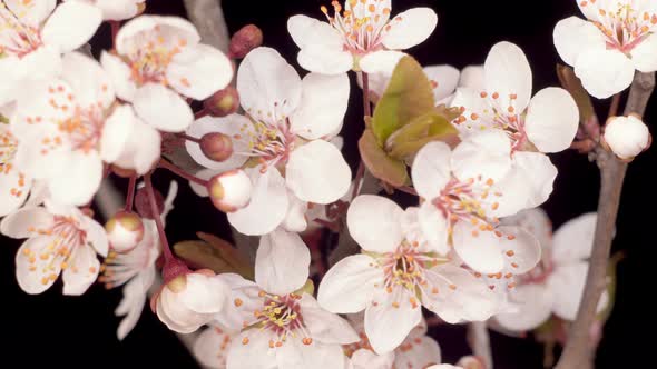 Pink Flowers Blossoms on the Branches Cherry Tree