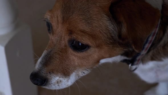 HIGH ANGLE CLOSE UP of a Jack Russel looking out from top of stairs