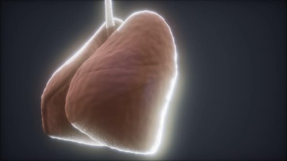 3D Medically Accurate of the Human Lung