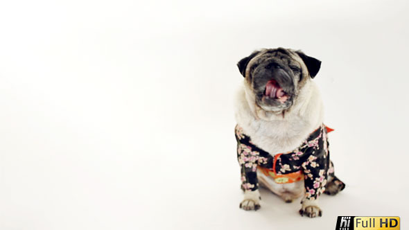 Pug Dog Wearing Black Japanese Kimono