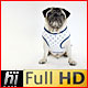 Pug Dog sitting in Sailor Vest - VideoHive Item for Sale