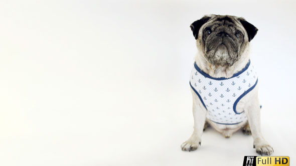 Pug Dog sitting in Sailor Vest