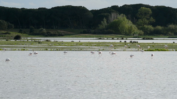 Flamingo and Waders in Pond or Marsh