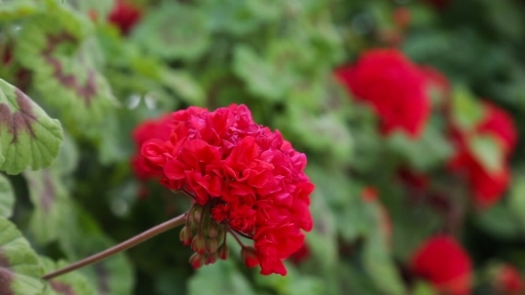 Young Beautiful Woman Smelling a Flowers