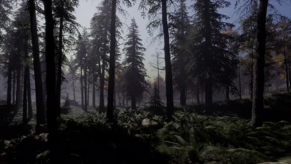 Moon Light Over the Spruce Trees of Magic Mystery Night Forest