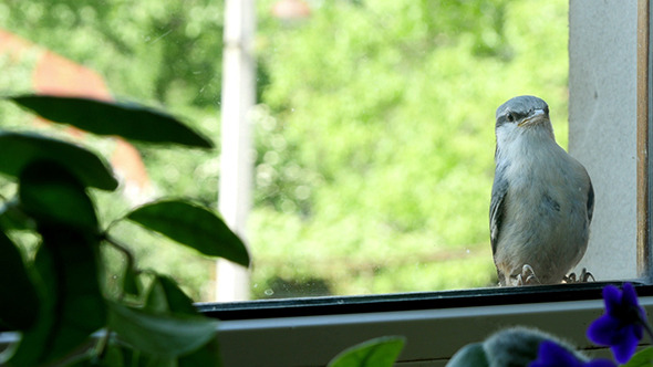 Nuthatch Sitting And Peeps  Near The Window